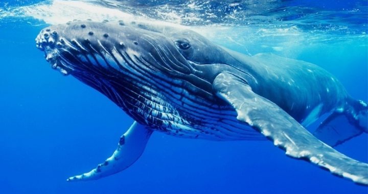 Ballenas Jorobadas