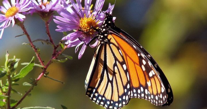 mariposas monarca
